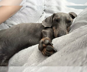 Dachshund Dogs for adoption in Fruitland, SC, USA
