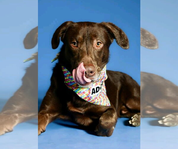 Medium Photo #1 Labrador Retriever Puppy For Sale in Sandy, UT, USA