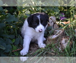 Small #1 Border Collie
