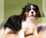 Small Photo #21 Cavalier King Charles Spaniel Puppy For Sale in WARSAW, IN, USA
