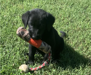 Labrador Retriever Puppy for Sale in BLAINE, Tennessee USA