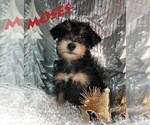 Small Photo #1 Schnoodle (Miniature) Puppy For Sale in ROLLA, MO, USA