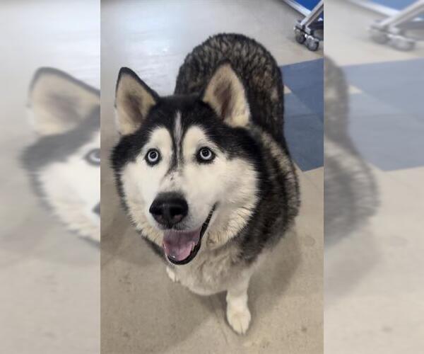 Medium Photo #1 Siberian Husky Puppy For Sale in Fort Wayne, IN, USA