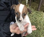 Puppy 9 Jack Russell Terrier