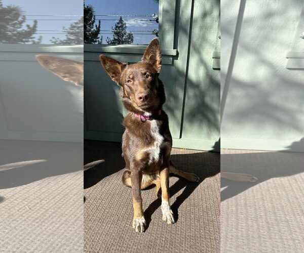 Medium Photo #2 Australian Kelpie-Unknown Mix Puppy For Sale in Yuba City, CA, USA
