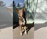 Small #1 Australian Kelpie Mix