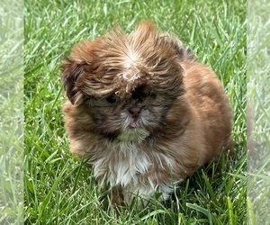 Shih Tzu Puppy for Sale in SILEX, Missouri USA