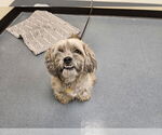Small Lhasa Apso Mix