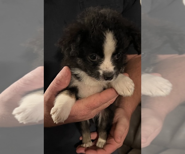Medium Photo #1 Miniature Australian Shepherd Puppy For Sale in KONAWA, OK, USA
