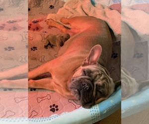 Mother of the French Bulldog puppies born on 08/19/2021