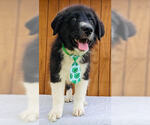 Small #1 Border Collie Mix