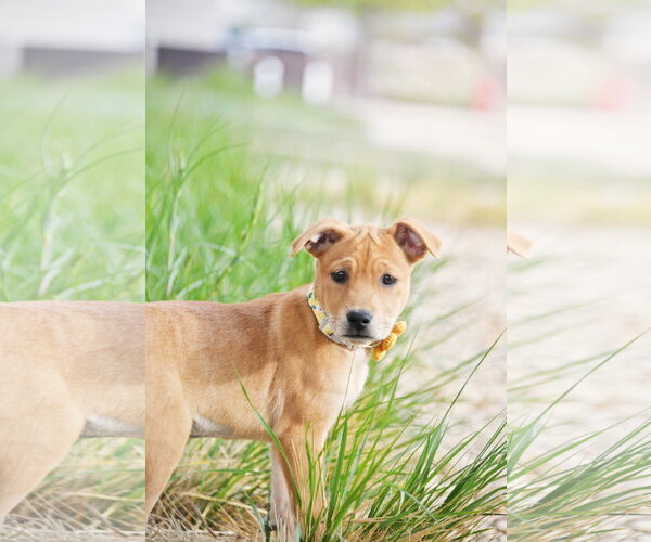 Medium Photo #2 Labrador Retriever-Unknown Mix Puppy For Sale in Sandy, UT, USA