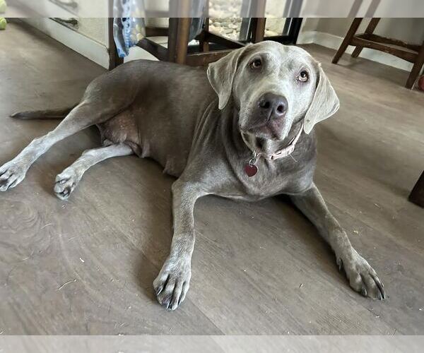 Medium Photo #4 Labrador Retriever Puppy For Sale in Clovis, CA, USA