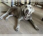Small #3 Labrador Retriever