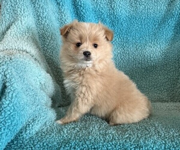 Medium Photo #2 Pomeranian Puppy For Sale in CURTISS, WI, USA