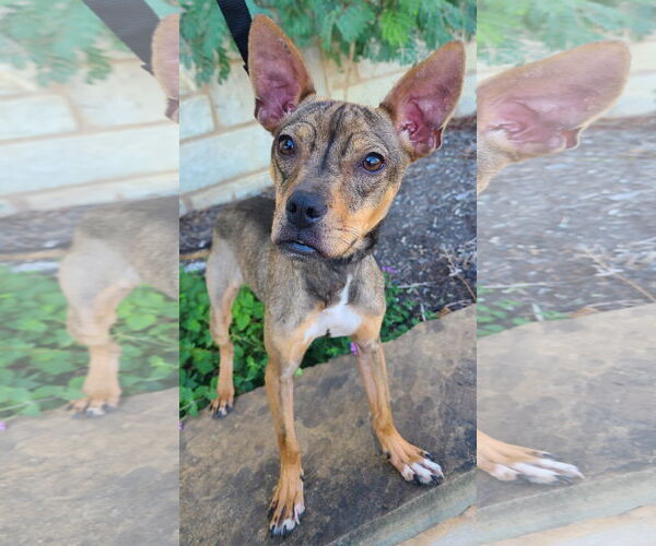 Medium Photo #5 Chipin Puppy For Sale in Pipe Creek, TX, USA