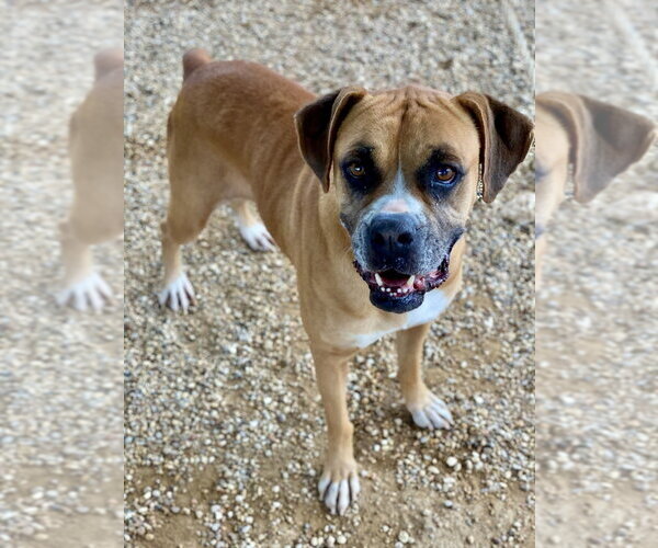 Medium Photo #3 Boxer Puppy For Sale in Austin, TX, USA