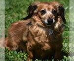 Small #8 Chiweenie