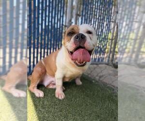 EGG ROLL - Female Bulldog-Unknown Mix Dog for Adoption - Photo #2