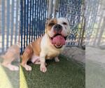 Small #1 Bulldog Mix