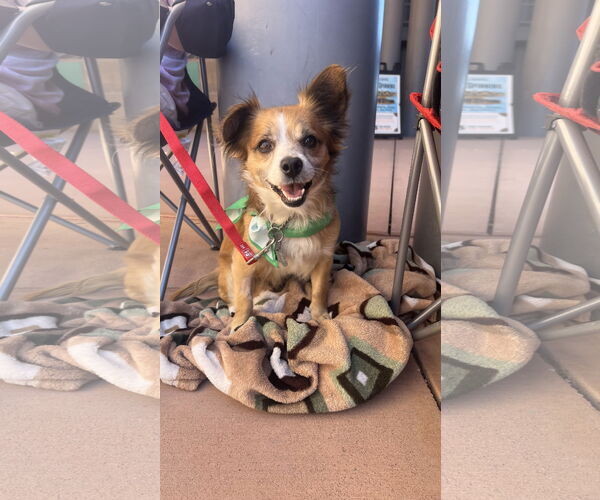 Medium Photo #4 Chihuahua-Unknown Mix Puppy For Sale in Chandler, AZ, USA