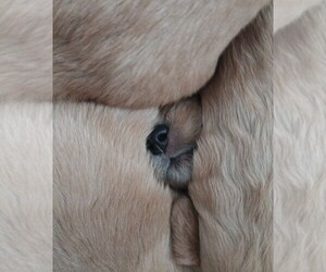 Golden Retriever Puppy for sale in GOODELLS, MI, USA