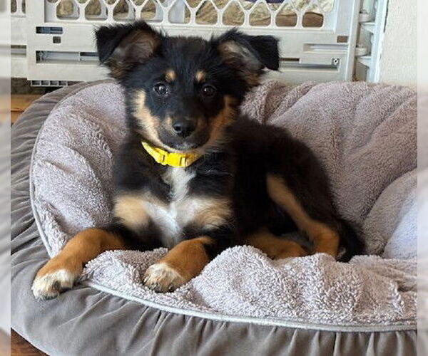 Medium Photo #2 Labrador Retriever-Unknown Mix Puppy For Sale in Genesee, WI, USA