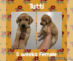 Puppy Tutti Labrador Retriever