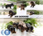 Small Dachshund