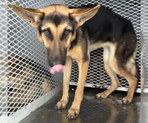 German Shepherd Dog Dogs for adoption in Bakersfield, CA, USA