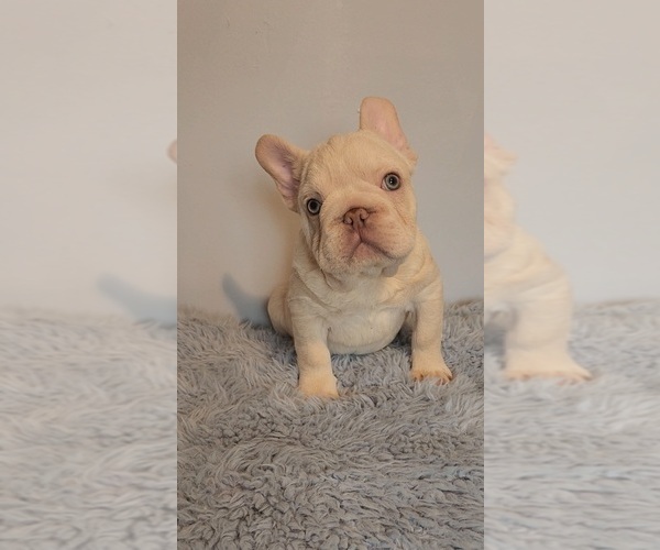 Medium Photo #1 French Bulldog Puppy For Sale in INDIANAPOLIS, IN, USA