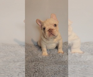 French Bulldog Puppy for sale in INDIANAPOLIS, IN, USA