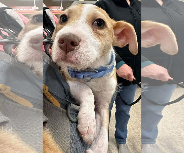 Medium Photo #4 Mutt Puppy For Sale in Germantown, OH, USA