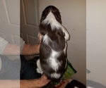 Small Photo #3 English Springer Spaniel Puppy For Sale in MAPLE PLAIN, MN, USA