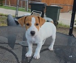 Puppy Puppy4 Luna Jack Russell Terrier