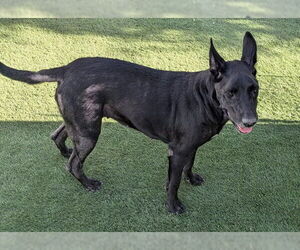 German Shepherd Dog-Unknown Mix Dogs for adoption in Corona, CA, USA