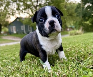 Boston Terrier Puppy for sale in GARFIELD, AR, USA