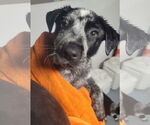 Small #2 Mutt
