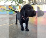 Small Photo #25 Labrador Retriever Puppy For Sale in CARMICHAEL, CA, USA