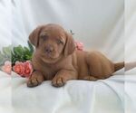 Small #3 Labrador Retriever