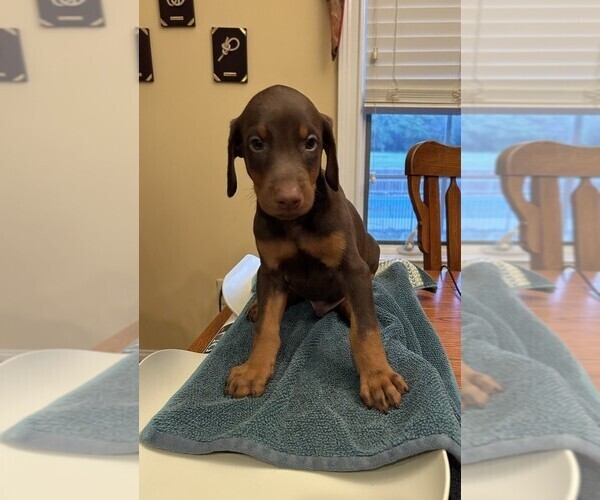 Medium Photo #1 Doberman Pinscher Puppy For Sale in PECK, KS, USA