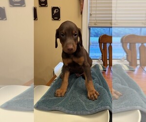 Doberman Pinscher Puppy for sale in PECK, KS, USA