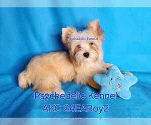 Yorkshire Terrier Puppy for sale in DECATUR, GA, USA