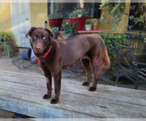 Labrador Retriever-Unknown Mix Dogs for adoption in Clovis, CA, USA