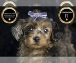 Small #6 YorkiePoo