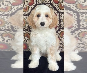 Medium Australian Labradoodle