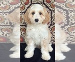 Puppy Brigitta Australian Labradoodle