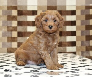 Cavapoo (Miniature) Puppy for sale in DENVER, PA, USA