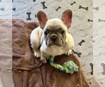 Small Photo #3 French Bulldog Puppy For Sale in PEACHLAND, NC, USA