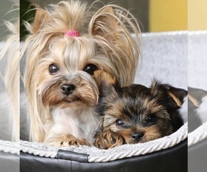 Yorkshire Terrier Puppy for sale in TEMECULA, CA, USA